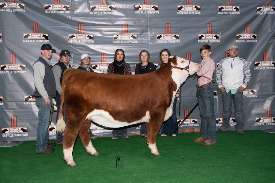 Many time Champion Hereford / Multiple Top 5 appearances!